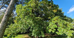  An Castán Castanea sativa