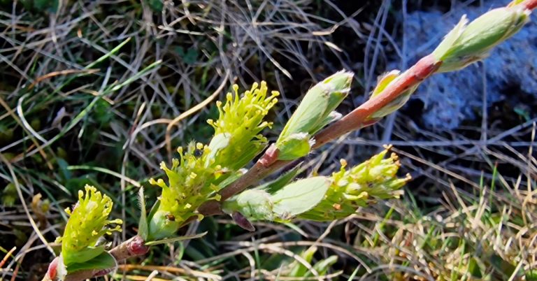  An tSaileach Reatha Salix repens
