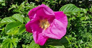 An Rós Rúscach Rosa rugosa