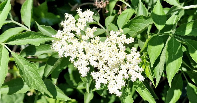  An Trom Sambucus nigra