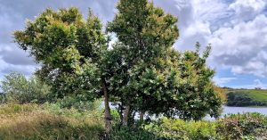  An Pribhéad Calafoirniach Ligustrum ovalifolium
