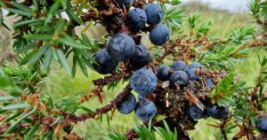  An tAiteal Juniperus communis