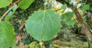  An Crann Creathach Populus tremula