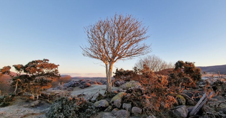  An Caorthann Sorbus aucuparia