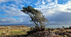  An Cuileann Ilex aquifolium