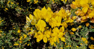  An tAiteann Gallda Ulex europaeus