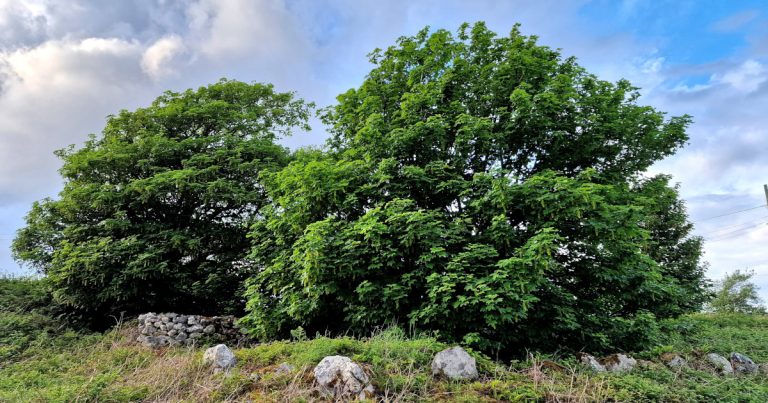  An Seiceamóir Acer pseudoplatanus