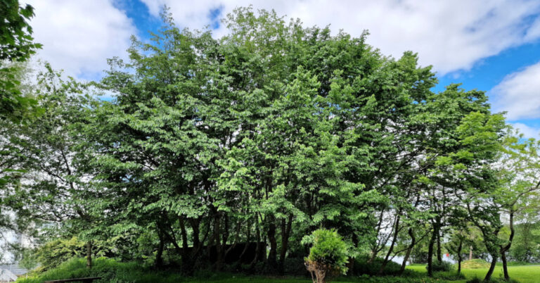  An Crann Sleamhain Carpinus betulus