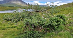  An Dair Ghaelach Quercus petraea