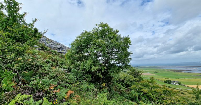  An Fhuinseog Fraxinus excelsior