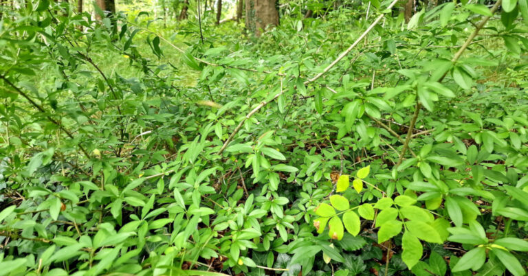  An Pribhéad Ligustrum vulgare