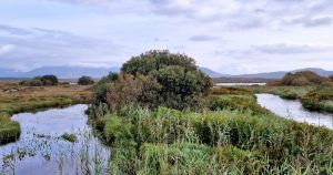  An tSaileach Rua Salix cinerea oleifolia