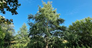  An Fhearnóg Alnus glutinosa