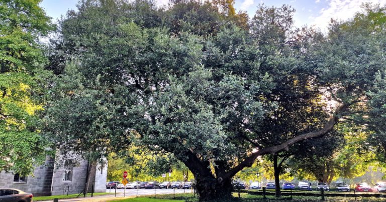  An Dair Thoilm Quercus ilex