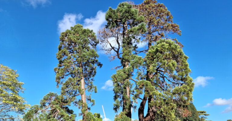  An Mhórghiúis Dhúdach Sequoiadendron giganteum