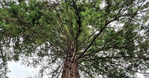  An Chrónghiúis Sequoia sempervirens