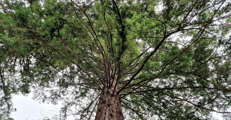  An Chrónghiúis Sequoia sempervirens