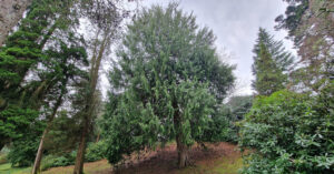  Cufróg Nootka Callitropsis nootkatensis