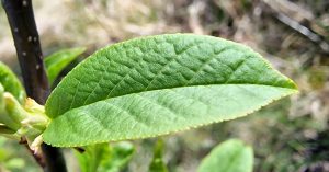  An Donnroisc Prunus padus