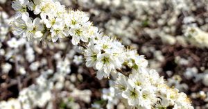  An Draighean Prunus spinosa