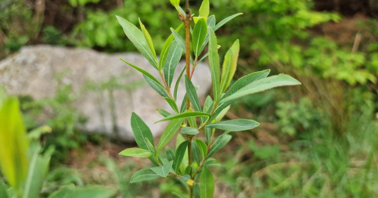  An tSaileach Chorcra Salix purpurea