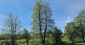  An Fhearnóg Iodálach Alnus cordata