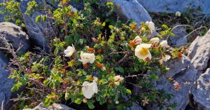  An Briúlán Rosa spinosissima