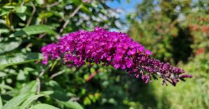  Tor an Fhéileacáin Buddleja davidii