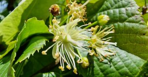  An Teile Mhionduilleach Tilia cordata