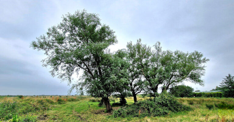  An tSaileach Bhán Salix alba