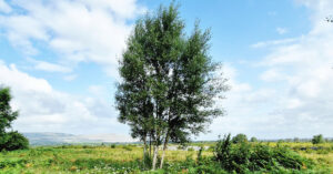  An Bheith Chlúmhach Betula pubescens