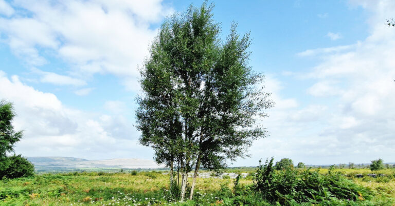  An Bheith Chlúmhach Betula pubescens