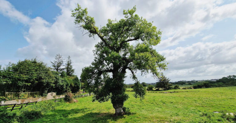  An Phoibleog Dhubh Atlantaigh Populus nigra betulifolia