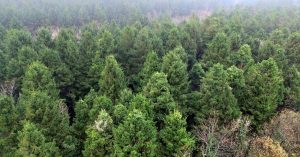  An Sprús Lochlannach Picea abies