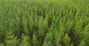  An Péine Contórtach Pinus contorta