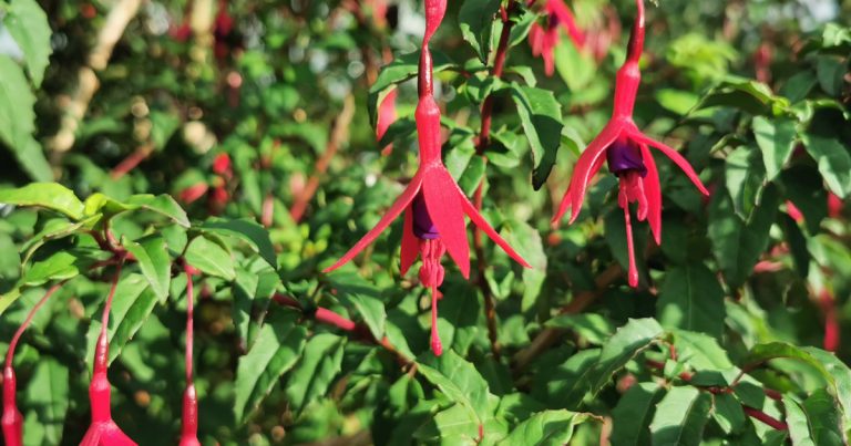  An Fhiúise Fuchsia magellanica