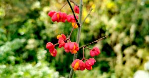  An Feoras Euonymus europaeus