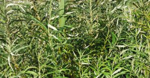  An Saighleánach Salix viminalis