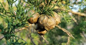  Cufróg Monterey Hesperocyparis macrocarpa