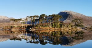  An Péine Albanach Pinus sylvestris
