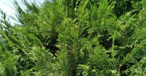  Cufróg Leyland Cupressus x leylandii