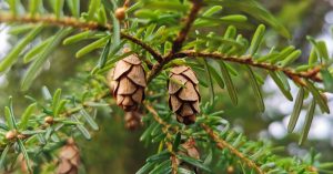  An Himlic Iartharach Tsuga heterophylla