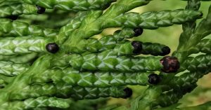  An Céadar Crón Iartharach Thuja plicata