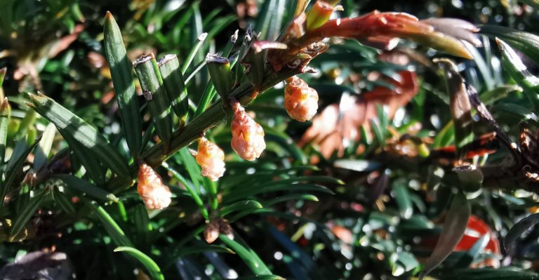  An tIúr Taxus baccata