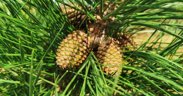  Péine Monterey Pinus radiata