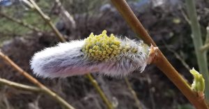  An tSaileach Bhriosc Salix x fragilis