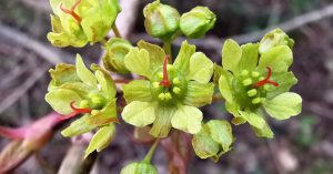  An Mhailp Lochlannach Acer platanoides