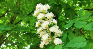  An Crann Cnó Capaill Aesculus hippocastanum