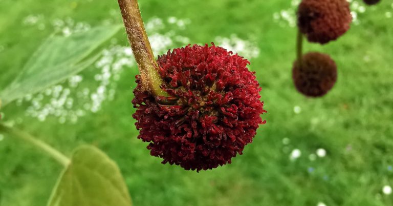  Plána Londan Platanus x hispanica