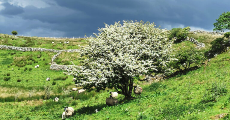  An Sceach Gheal Crataegus monogyna
